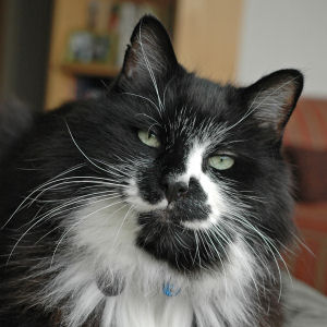 cat portraits