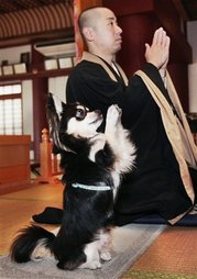 praying_dog.jpg