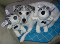sockdog21.JPG