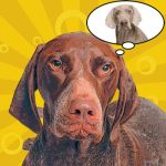 Fun German Short Haired Pointer Art
