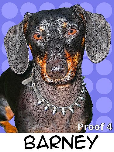 breed specific pet portrait Dachshund
