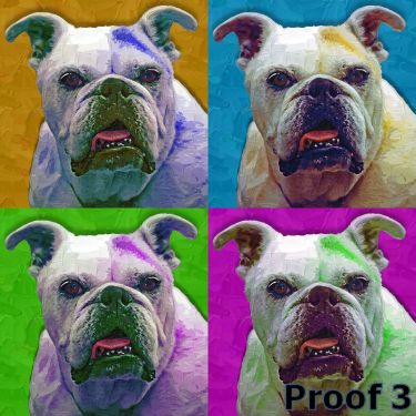 Cool English Bulldog portraits