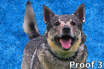 Swedish Vullhund pop art 
