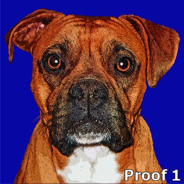 Boxer pop gifts