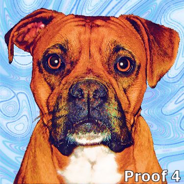 Boxer dog pop art