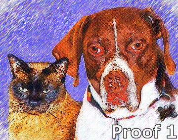 pet portraits