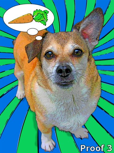 Custom Pembroke Welsh Corgi portraits