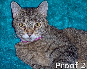 cat portraits