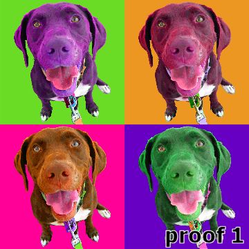 Custom chocolate lab beagle mix Portrait Pop Art Warhol Style