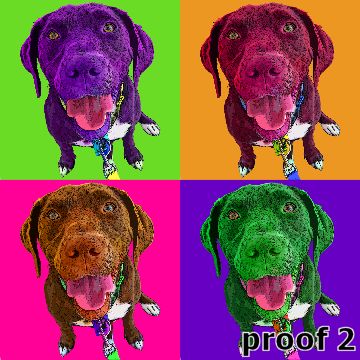 Custom muxed breed pop art portrait Chocolate Lab Beagle