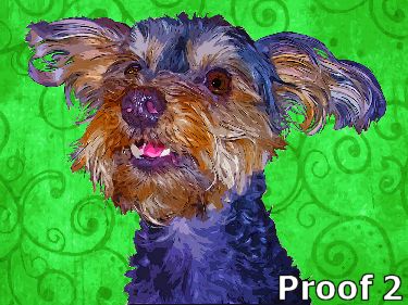 Yorkie poo portraits