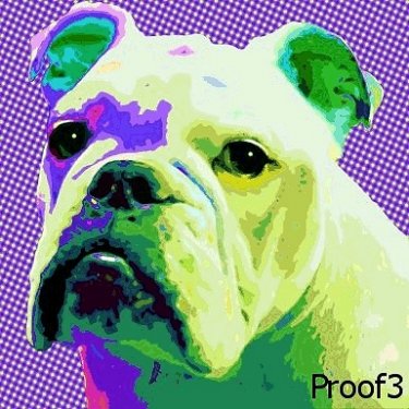 English Bull dog portraits and art