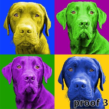 Chocolate Labrador pop art portrait