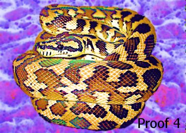 python gifts and portraits