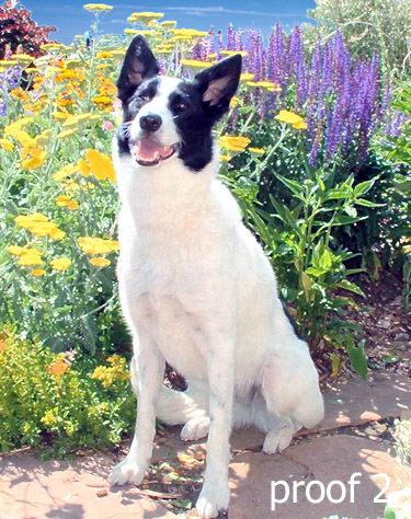 Border Collie art portraits