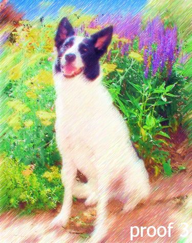 Border Collie Art and Gifts