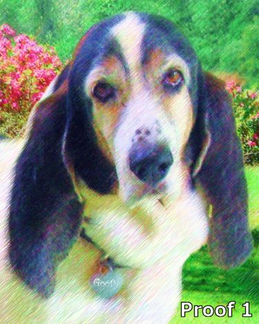 Bassett hound portraits