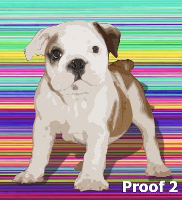 Bulldog portrait 