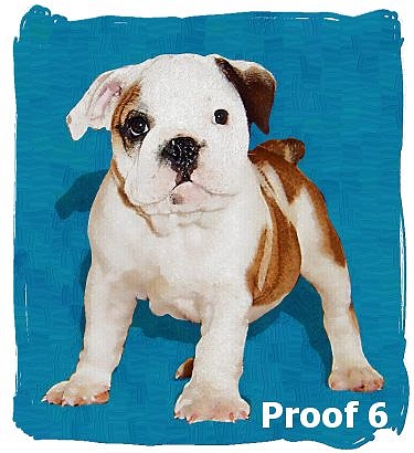 Breed specific Bulldog Portraits and Gifts
