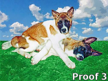 Breed Specific Akita portrait
