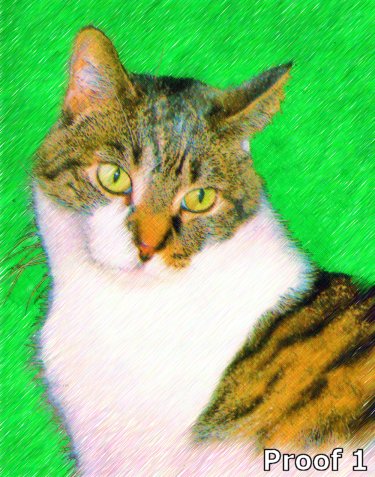 cat portrait