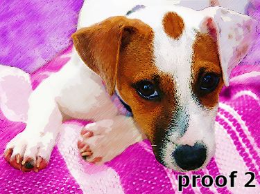 Jack Russell Puppy Portrait and gifts items 