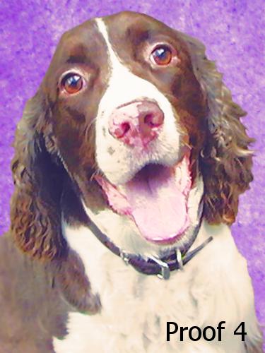 breed specific English Springer Spaniel art