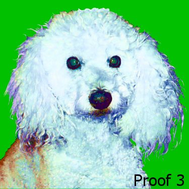 Poodle pop art portrait custom art