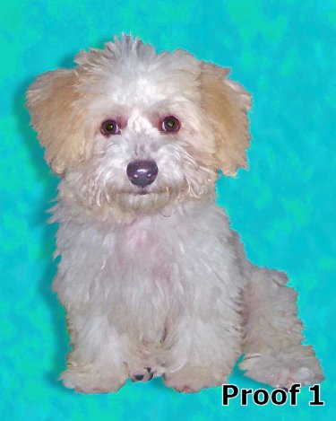 Poodle pop art