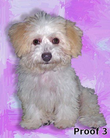 Poodle pop art portrait custom art