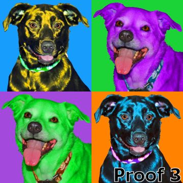 pet pop art portraits and gifts mixed breed 