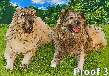 Custom dog art, Caucasian Ovtcharka