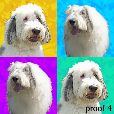 Sheepdog portraits