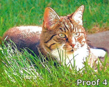 cat portraits from your photos