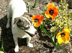 Garden Safety for pets