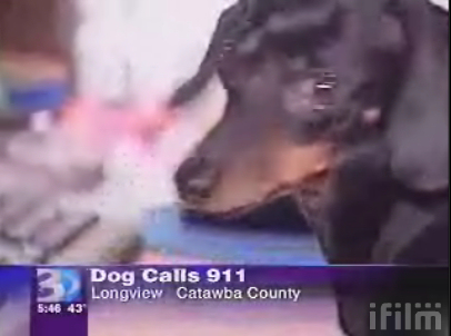 Dog dials 911