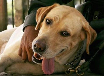 Death Threat Against Drug-Sniffing Dog