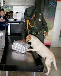 drug sniffing dog receives death threats