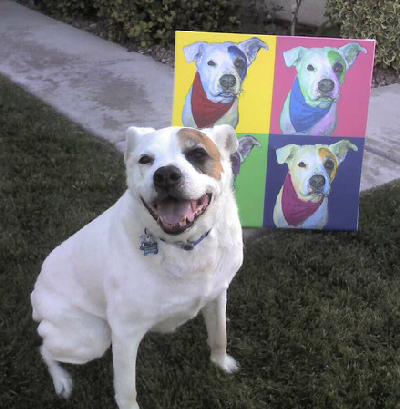 dog portraits