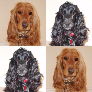 cocker spaniel portrait