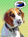 beagle portraits