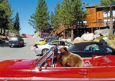 Bear in convertible