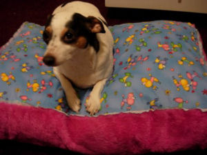 custom dog beds