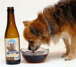 Beer for dogs