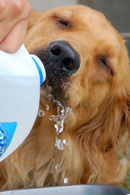 thirsty golden
