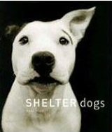 Shelter dogs