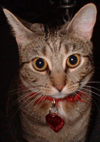 cat_pictures.jpg