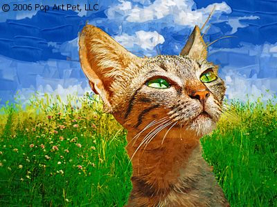 cat portraits