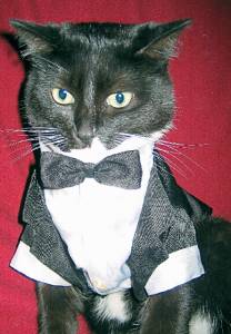 Cute Cat photos