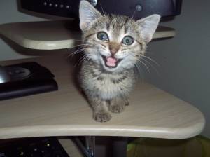 Adoptions on Catster